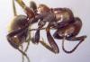 Polyergus rufescens
